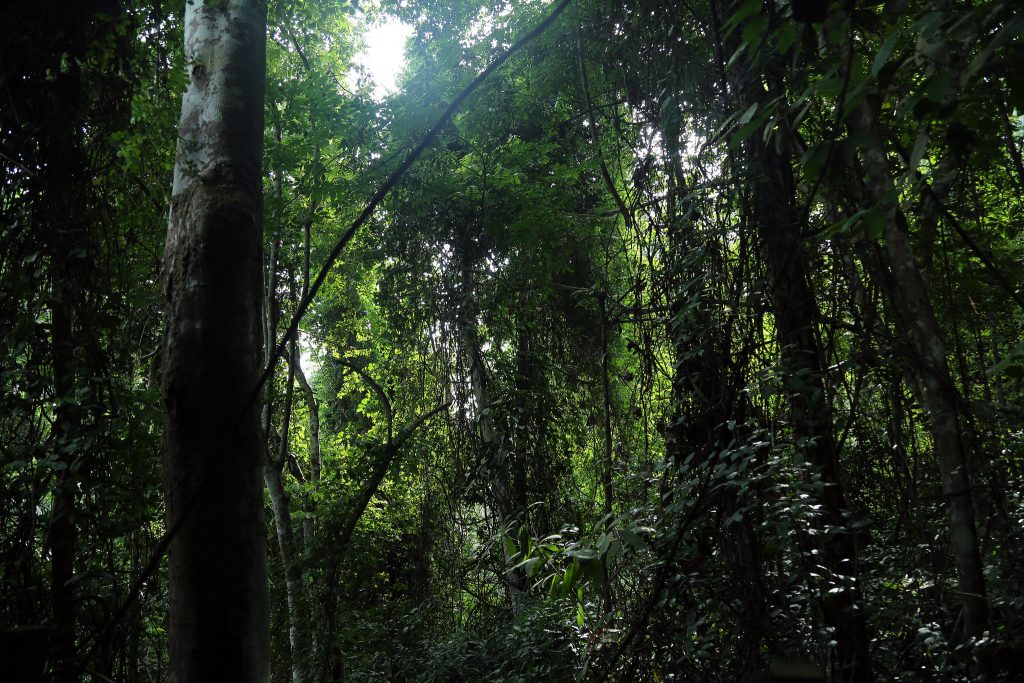 kibale forest national park