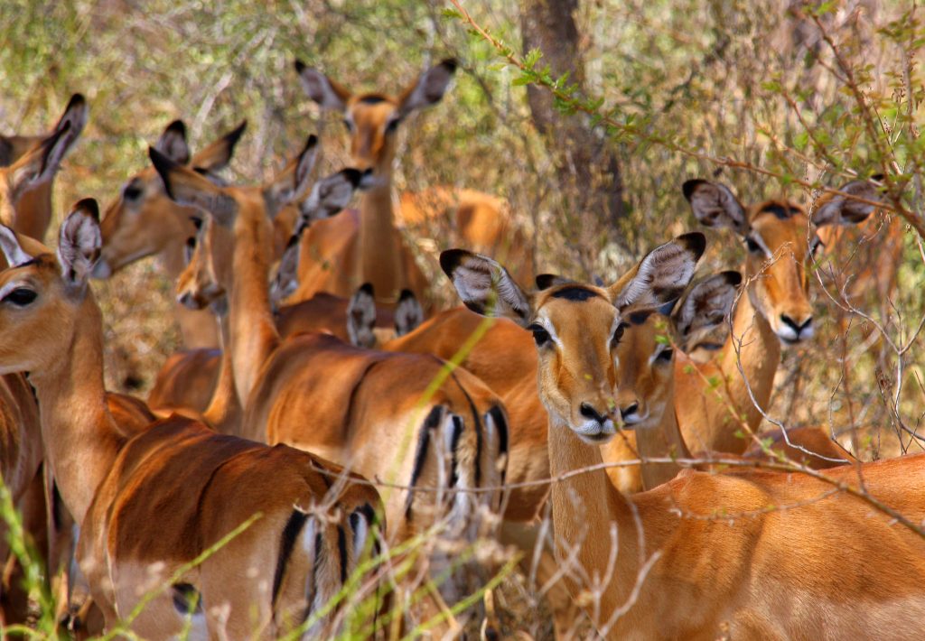 mburo uganda