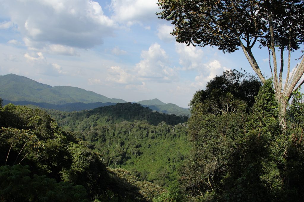 nyungwe forest national park