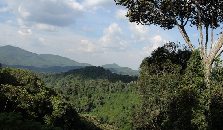 nyungwe forest national park