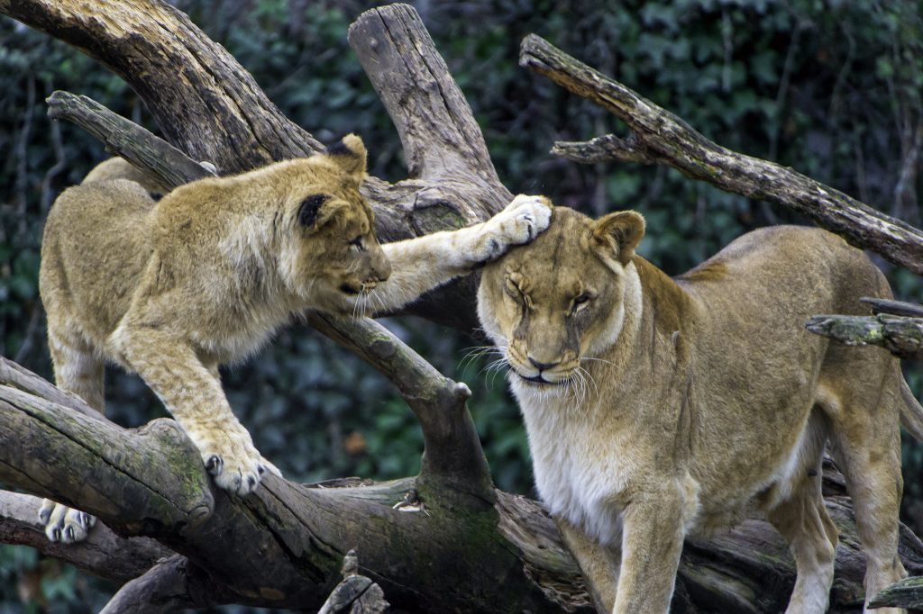 Queen elizabeth national park uganda safari