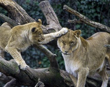 Queen elizabeth national park uganda safari