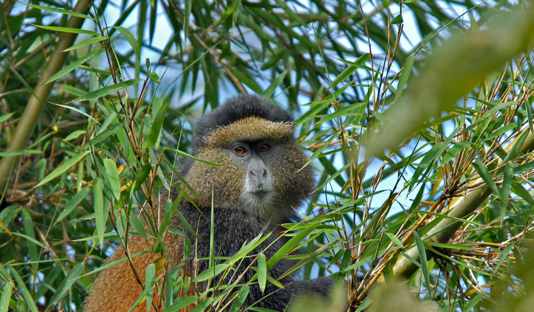 african golden monkey treks