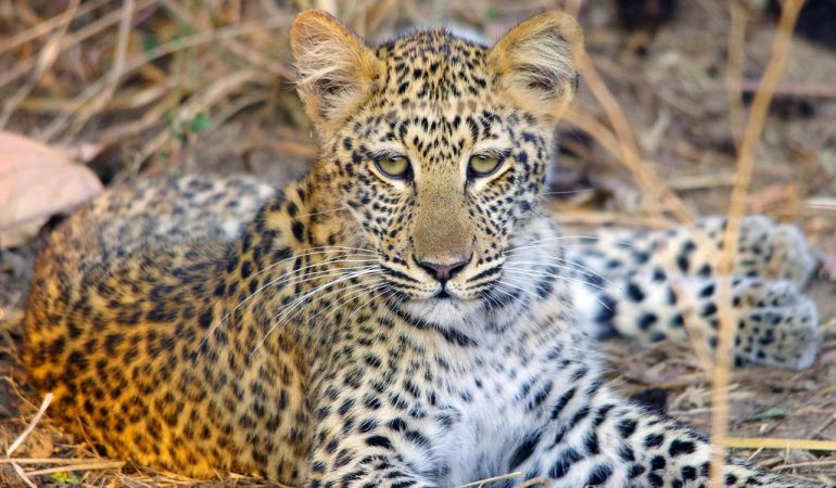 african safari trips