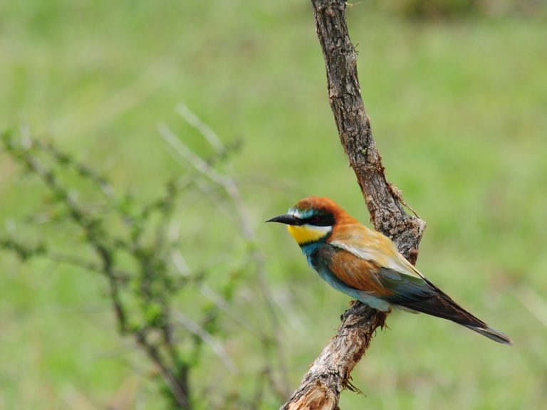 6 Days Birding in Rwanda
