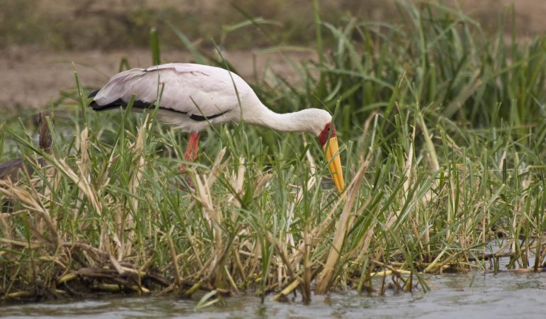 birding in Rwanda