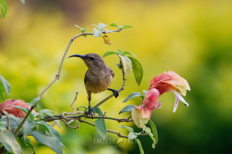 7 Days Birding in Kenya