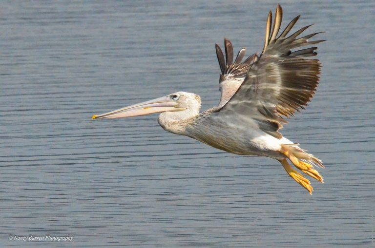 7 Days Birding in Tanzania