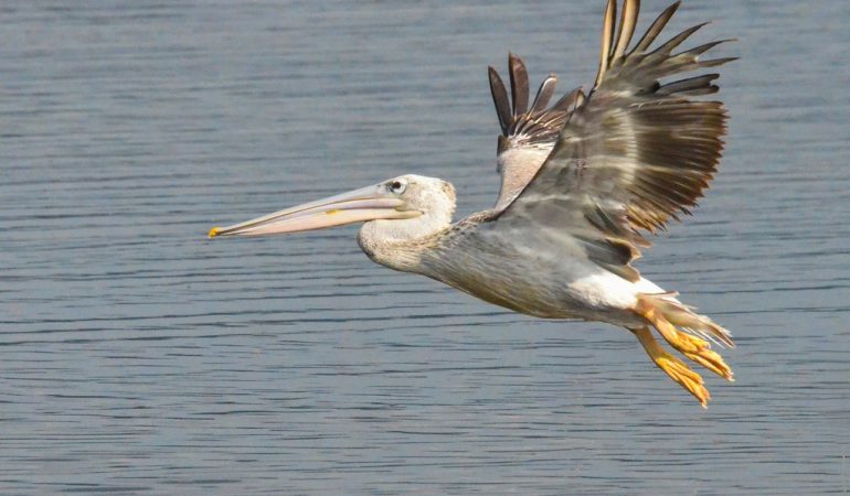birds of tanzania