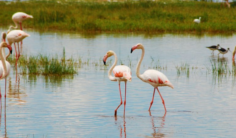 birdwatching safaris east africa