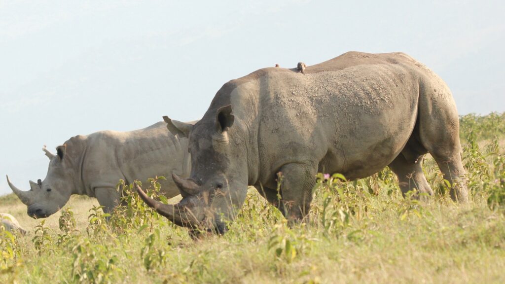 black rhino akagera national park