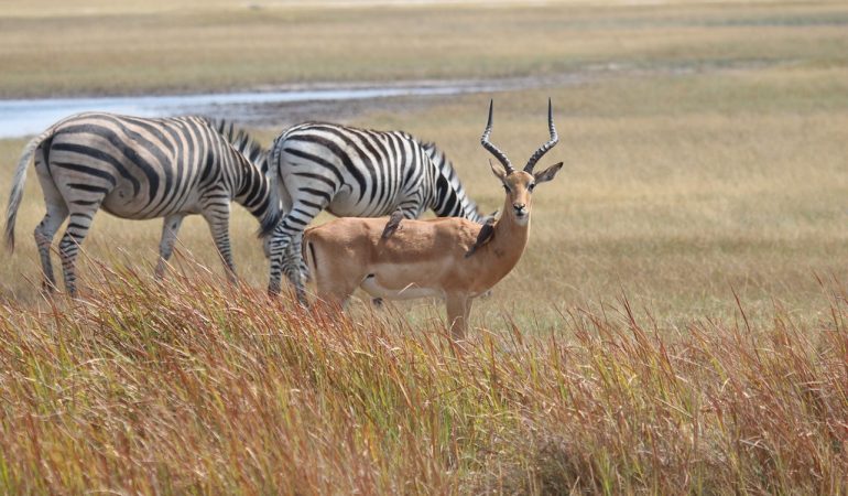 botswana safaris and tours