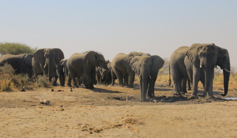Botswana Safaris