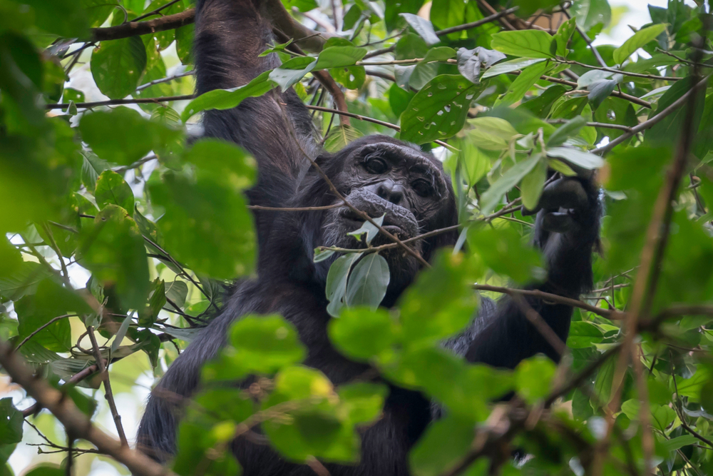 chimpanzee of uganda