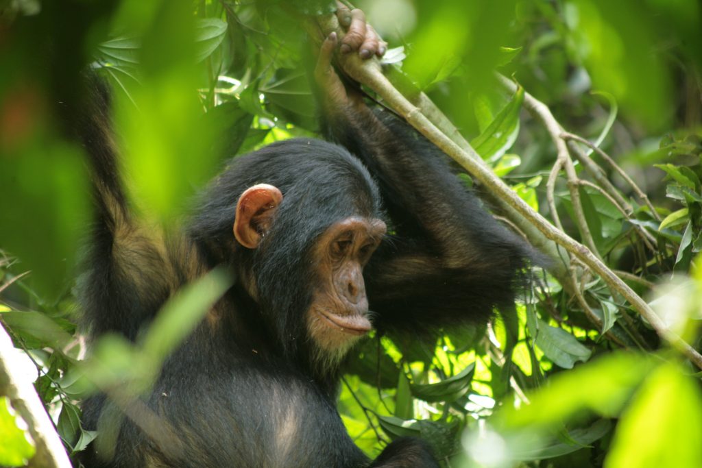 chimpanzee-rwanda