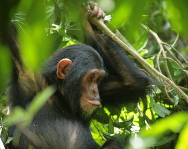 chimpanzee-rwanda