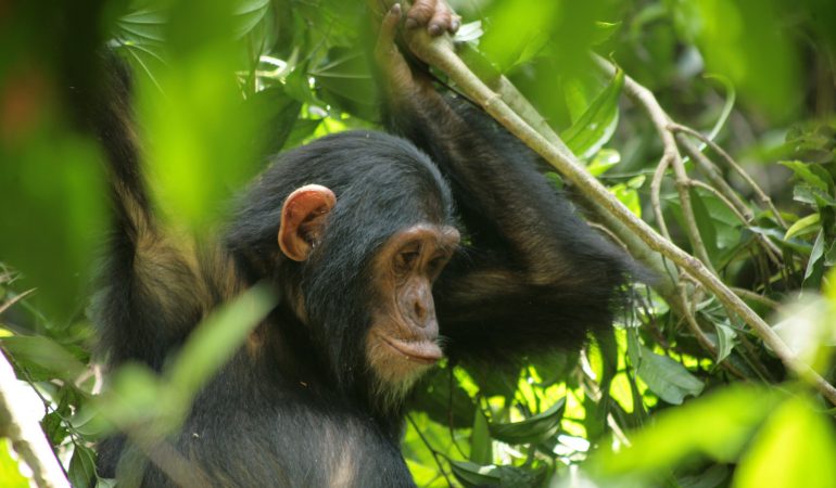 chimpanzee-rwanda