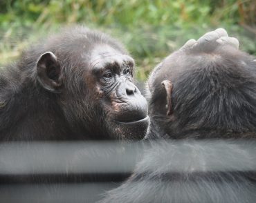 chimpanzee-safari-kenya