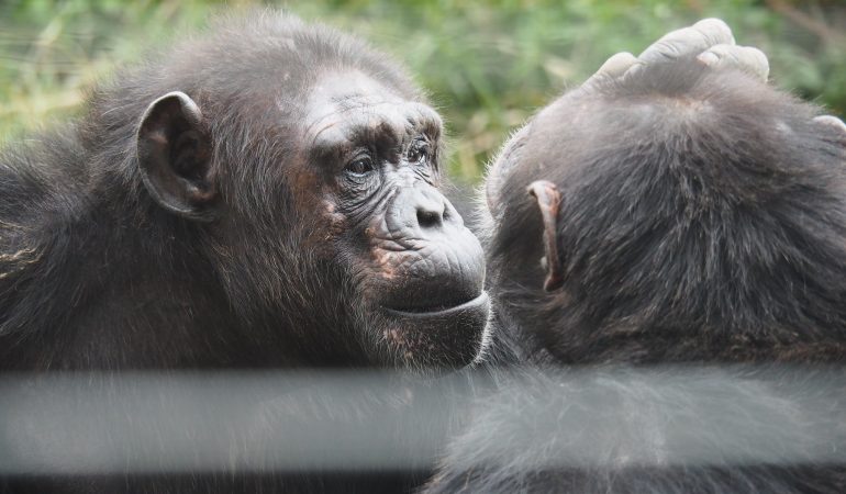 chimpanzee-safari-kenya