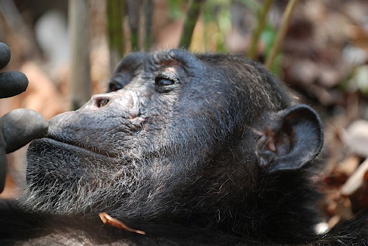 Chimpanzee Trekking in Tanzania