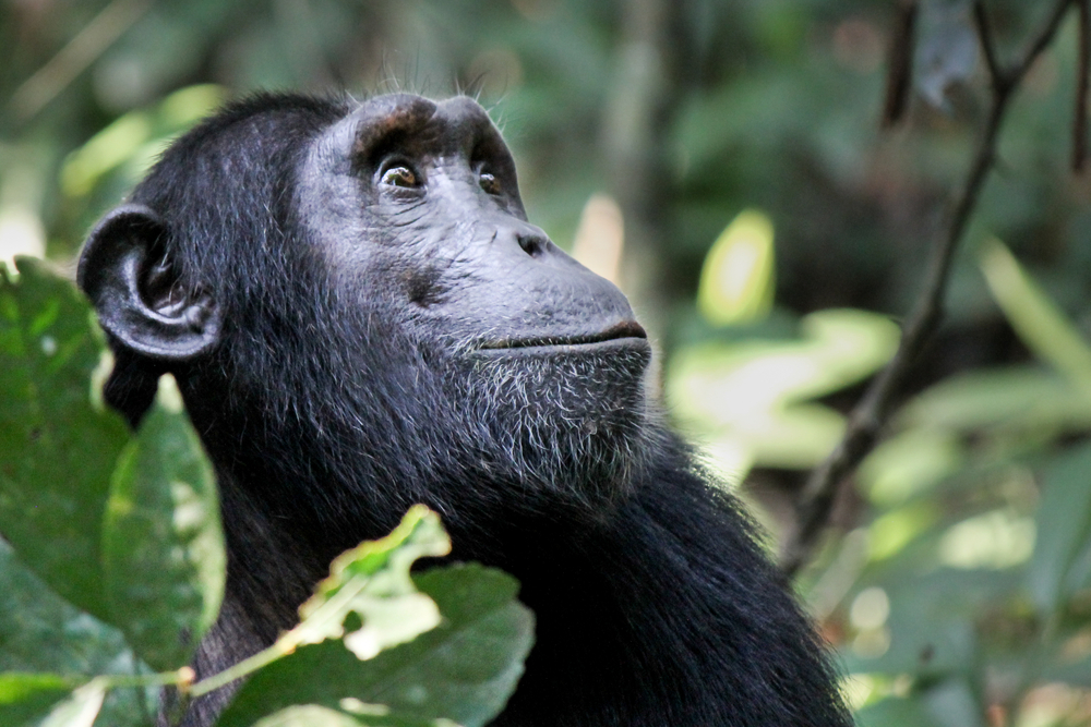 chimpanzee tracking africa