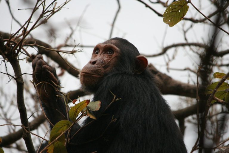 8 Days Chimpanzee Trekking in Tanzania