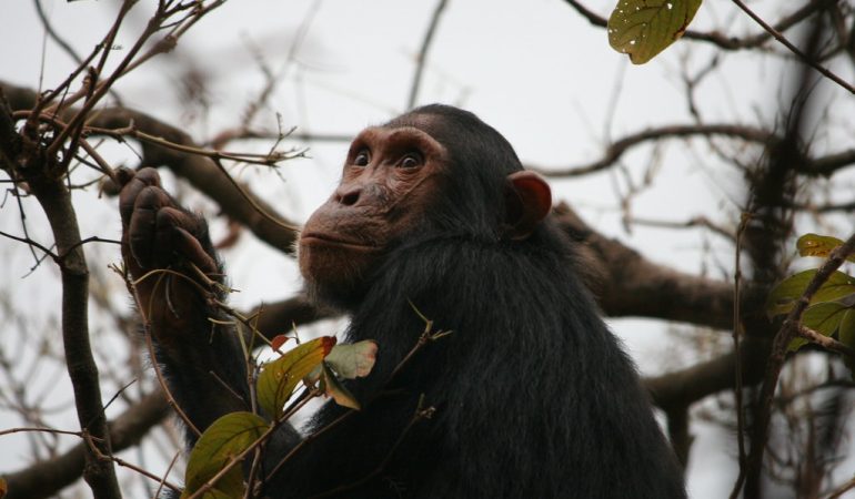 chimpanzee trekking in Tanzania