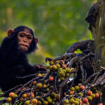 chimpanzee trekking uganda