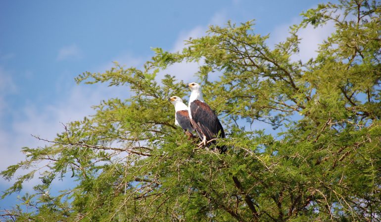 eagle uganda