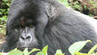 4 days gorilla safari