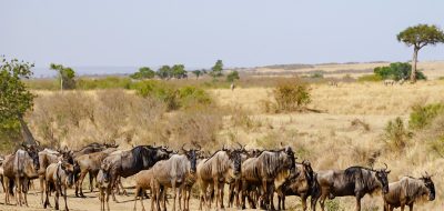 africa migration safaris