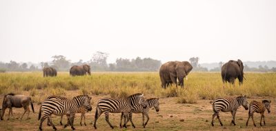 african safari budget