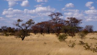 botswana wildlife safari