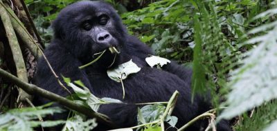 budget gorilla trekking