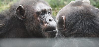 chimpanzee safari kenya