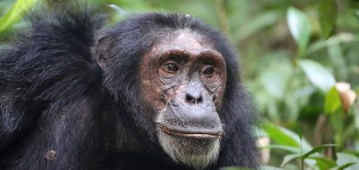 chimps-of-kibale