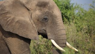 elephant-safari-uganda