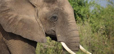 elephant-safari-uganda