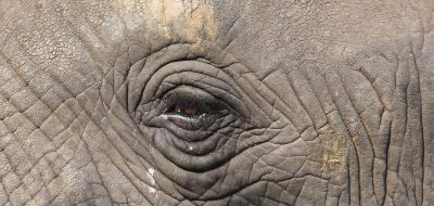 elephant uganda