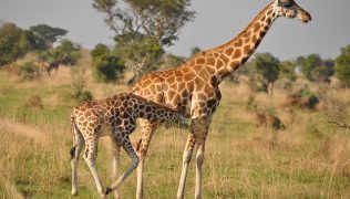 giraffe-safaris