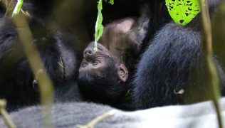 gorilla-tracking-in-uganda