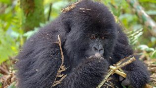 gorilla-tracking-safaris-africa