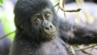 gorillas-of-uganda