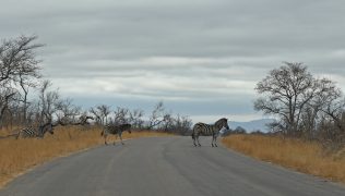 kruger safari
