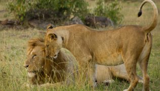 lion safaris