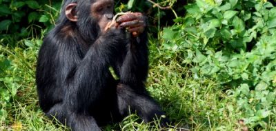 ngamba-chimpanzee