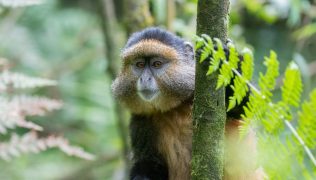 Rwanda primate safari