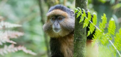 Rwanda primate safari