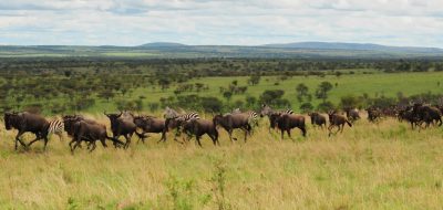 safaris in tanzania