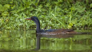 uganda birds tour